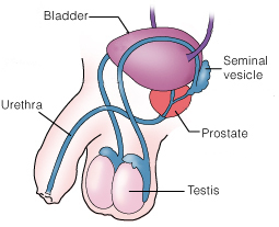 prostate_anatomy2